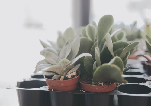 Waarom worden de bladeren van mijn Vrouwentong geel en zacht en wat kun je eraan doen