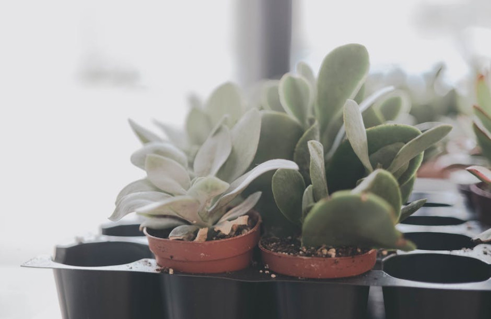 Waarom worden de bladeren van mijn Vrouwentong geel en zacht en wat kun je eraan doen