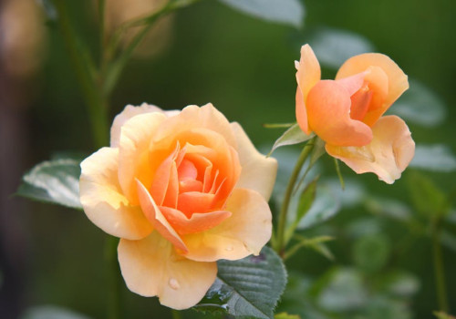 Hoe kun je duurzaam omgaan met wilde bloemen in je tuin