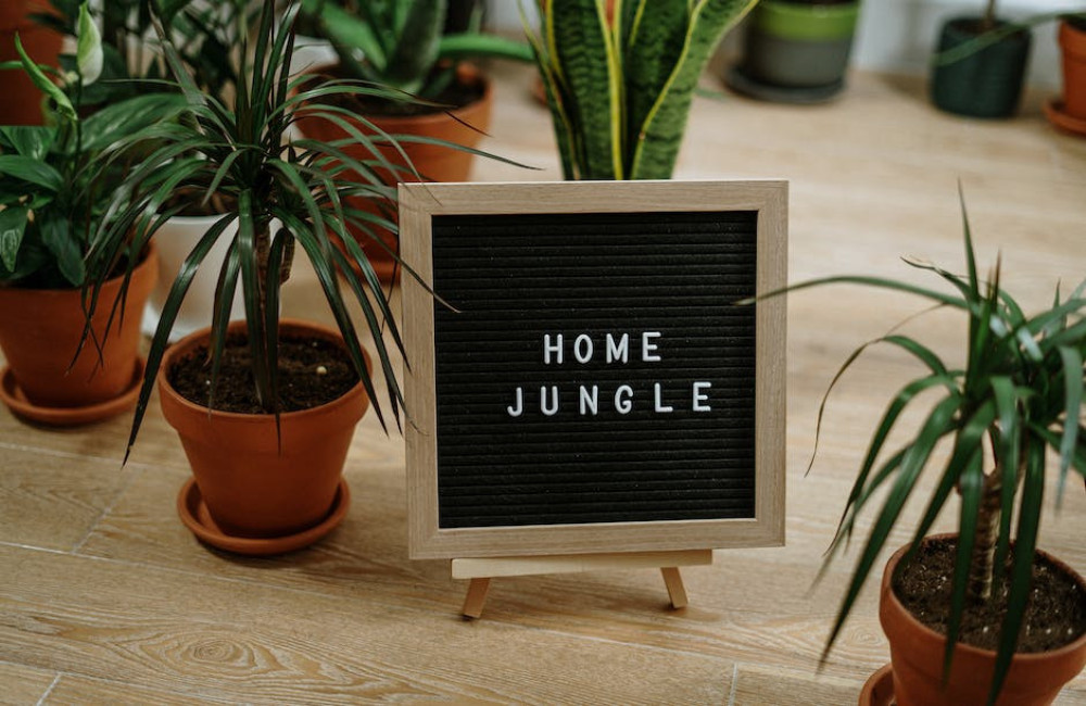 Waarom verliest mijn ficus benjamina bladeren en hoe kan ik bladval voorkomen