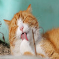 Wat betekent het spreekwoord ‘de kat uit de boom kijken’?