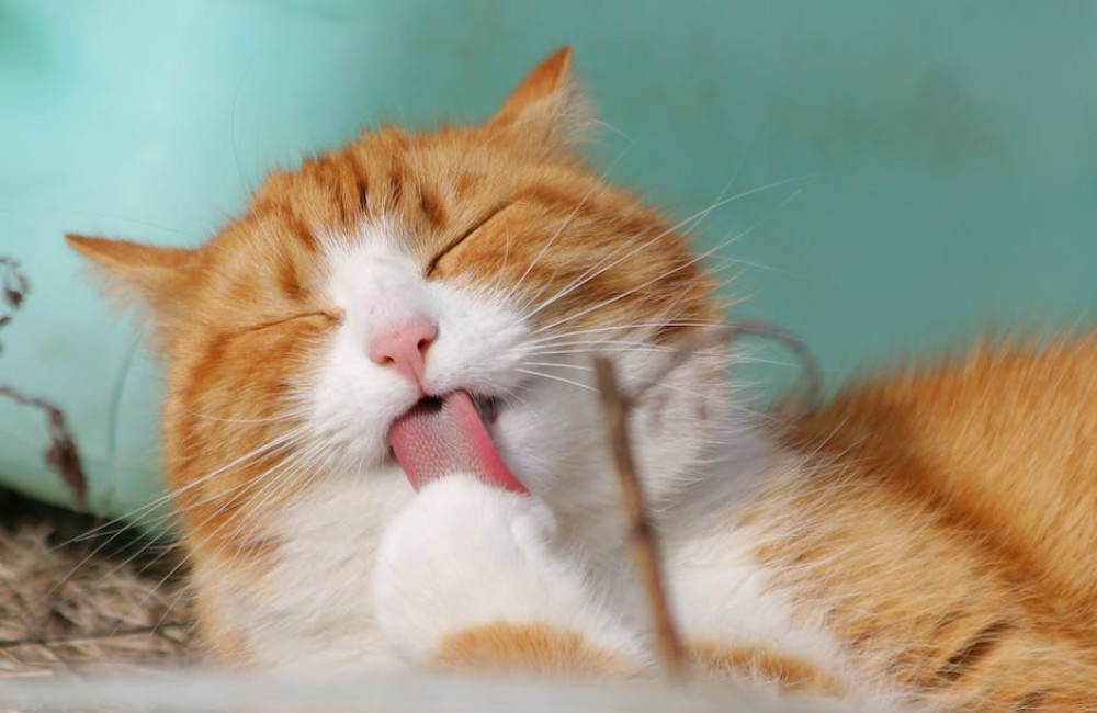 Wat betekent het spreekwoord ‘de kat uit de boom kijken’?