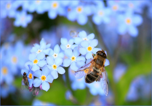 Hoe kan je het beste een bij-vriendelijke tuin creëren?