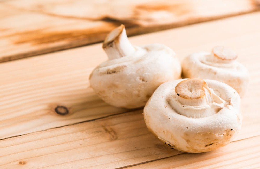 Hoe kunnen paddenstoelen helpen bij duurzaam bosbeheer?