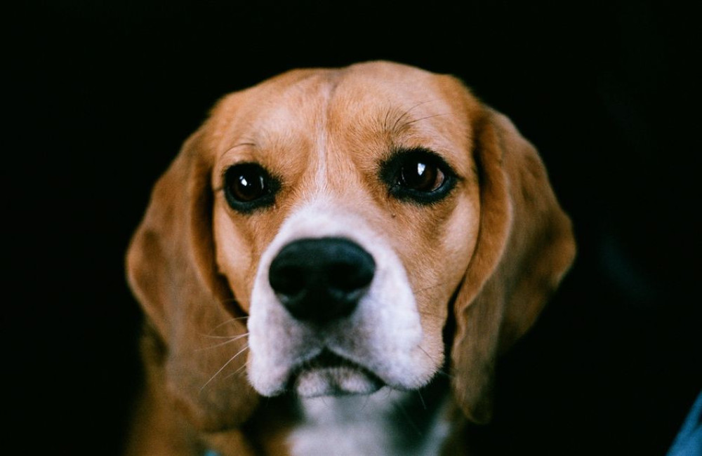 Nederlandse naam beagle: bestaat er een Nederlandse vertaling?