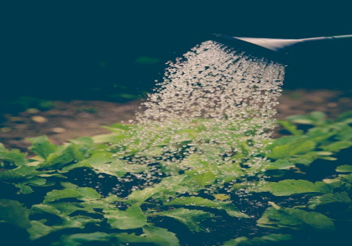 Hoe kun je milieuvriendelijk tuinieren zonder pesticiden?