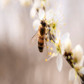 Waarom zijn bijen belangrijk voor onze natuur en voedselvoorziening?